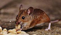 24 Hour & Emergency Exterminators in Port Richey, FL